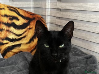 Mixed Breed cats Black female cat - Advert 2