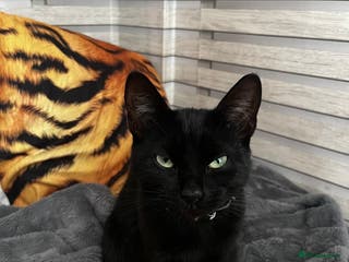 Mixed Breed cats Black female cat - Advert 23