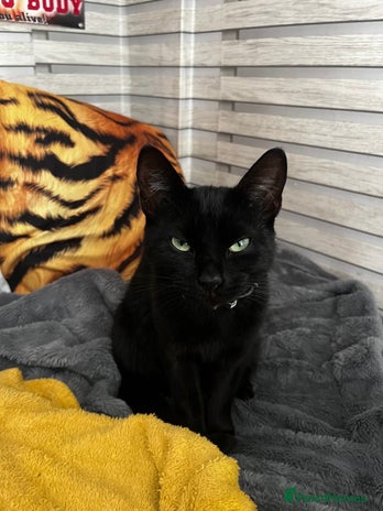 Mixed Breed cats Black female cat - Advert 1