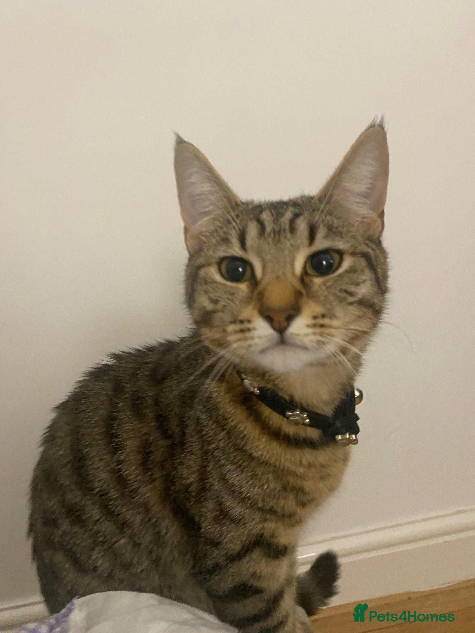 Mixed Breed cats 3 CATS FOR SALE ASAP - Advert 9