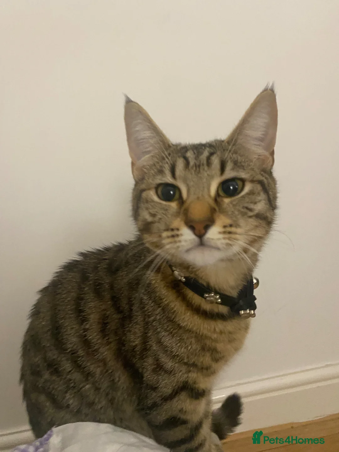 Mixed Breed cats for sale: 3 CATS FOR SALE ASAP - Advert 1