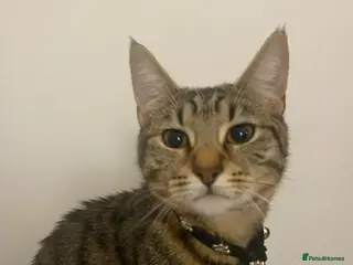 Mixed Breed cats 3 CATS FOR SALE ASAP - Advert 9