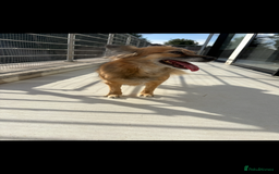 Mixed Breed dogs for sale: Adorable female is looking for new home - Image 7