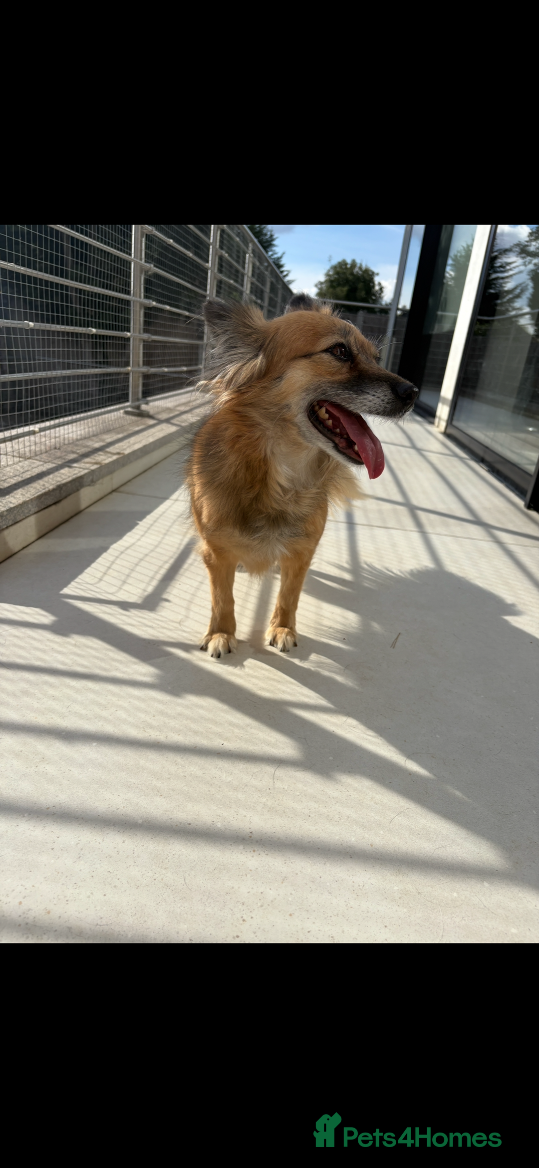 Mixed Breed dogs for sale: Adorable female is looking for new home - Image 7