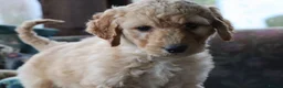 Labradoodle dogs for sale: Beautiful Third-Generation Labradoodle Puppie - Advert 23