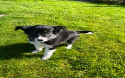 Border Collie dogs for sale: 7 collie puppies available end of October  - Image 14