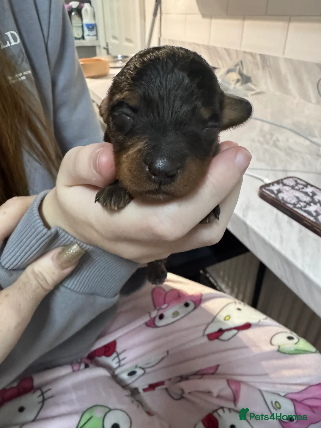 Doxiepoo dogs for sale: Beautiful doxipoo baby’s  - Advert 14