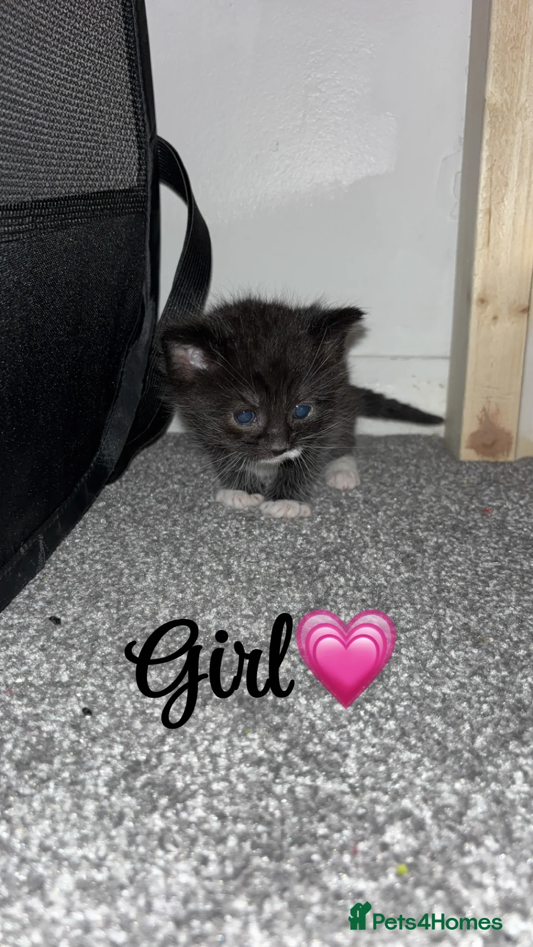 Mixed Breed cats for sale: Kittens  - Advert 2