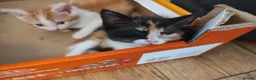 British Shorthair cats for sale: Five stunning kittens available immediately  - Advert 21