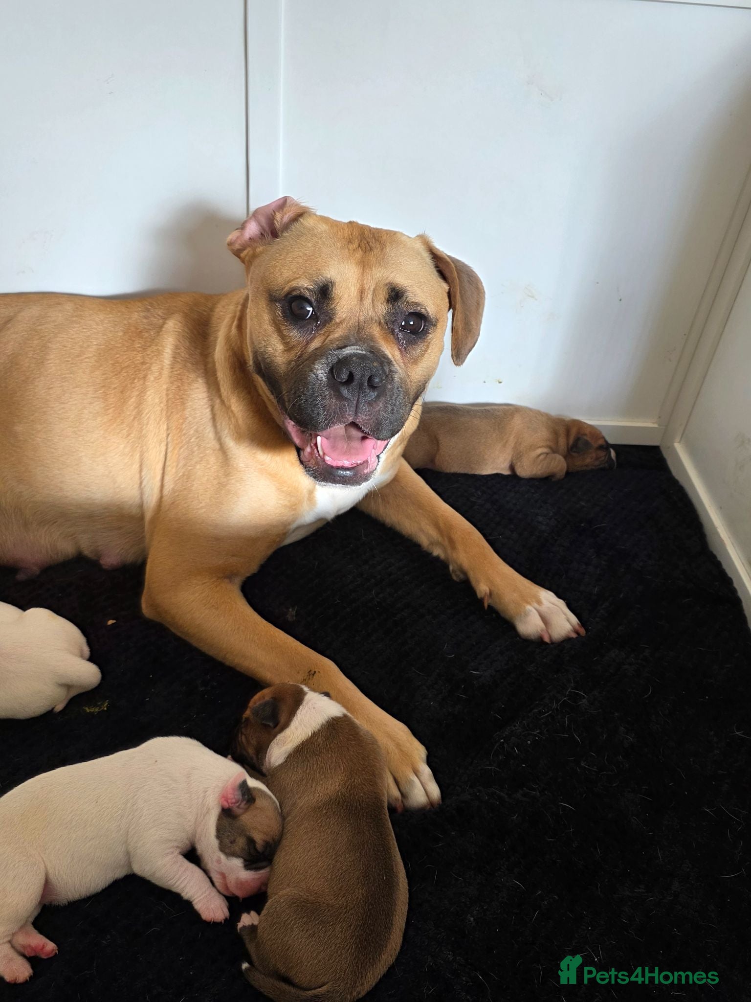 American Bulldog dogs American bull.dog puppies  - Advert 1