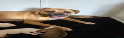 American Bulldog dogs for sale: American bull.dog puppies  in Wigan - Advert 1