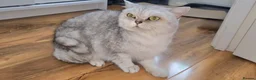 British Shorthair cats for sale: Beautiful Silver British Shorthair - Advert 6