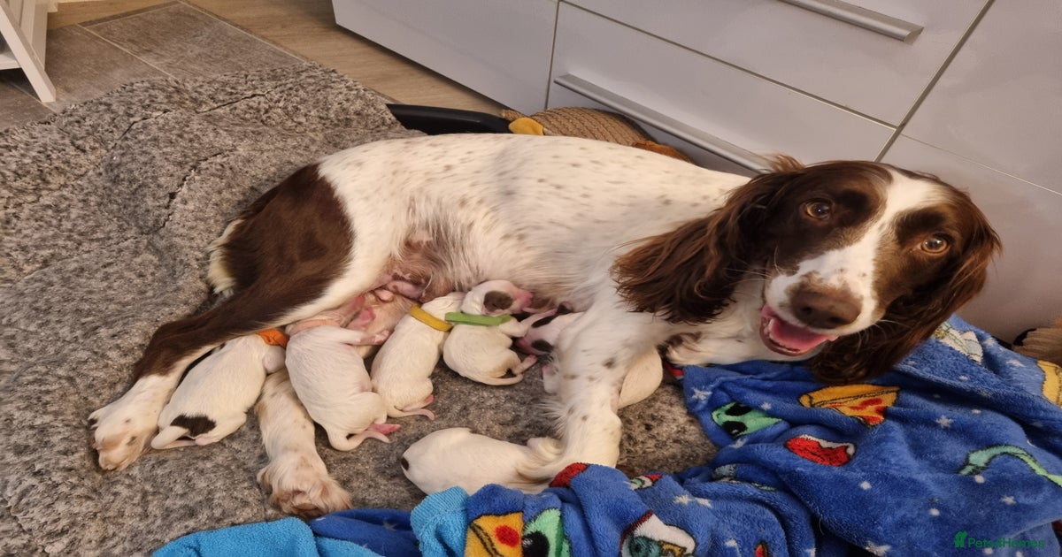 Sprocker puppies for sale in | Pets4Homes