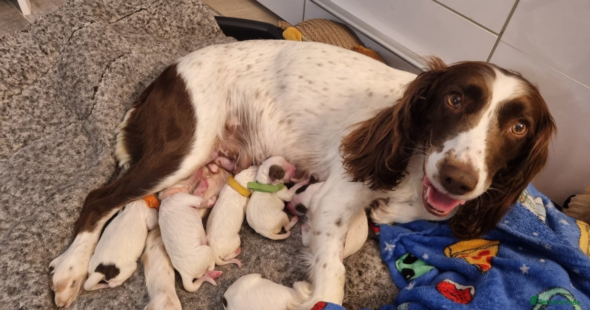 Sprocker puppies for sale in | Pets4Homes