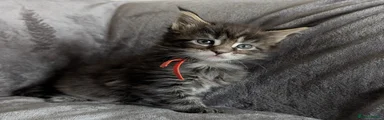 Maine Coon Kitten 1