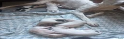 Pointer dogs for sale: Gorgeous English Pointer Puppies - Advert 2