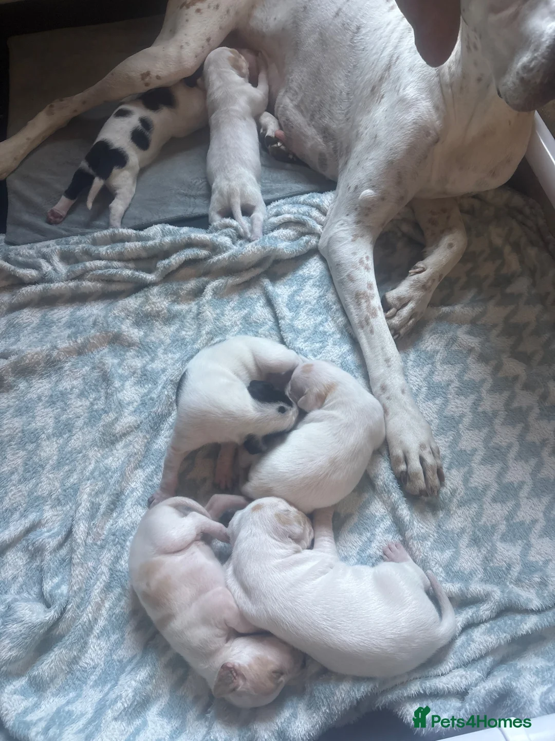 Pointer dogs for sale: Gorgeous English Pointer Puppies - Advert 2