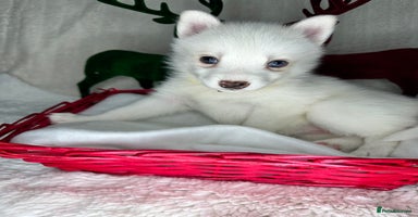 Pomsky dogs Pomsky Puppy - Advert 2