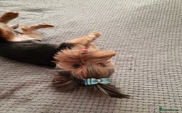 Yorkshire Terrier dogs for sale: For sale Mineture Yorkshire Terrier puppies  - Image 4