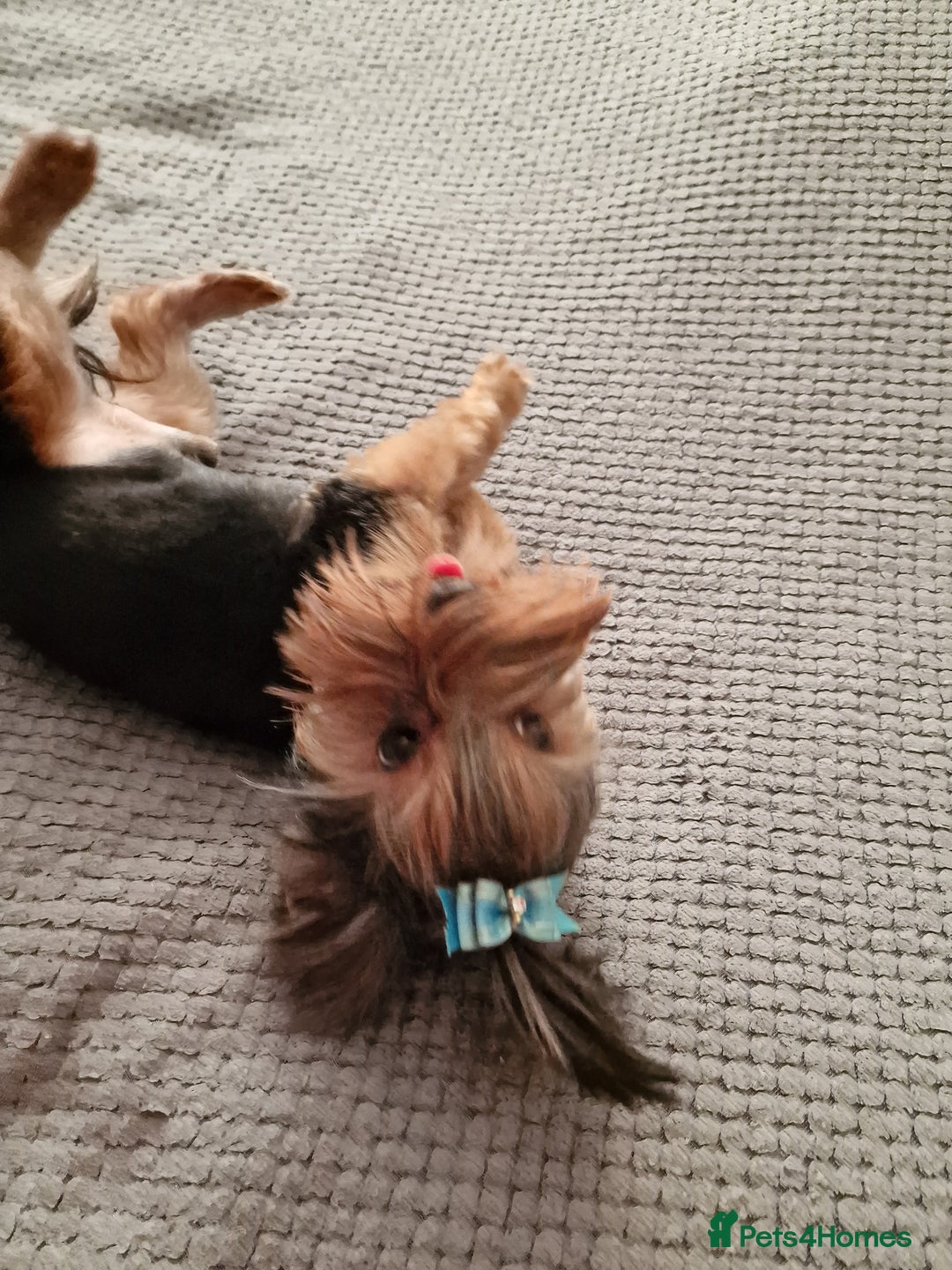 Yorkshire Terrier dogs for sale: For sale Mineture Yorkshire Terrier puppies  - Image 4