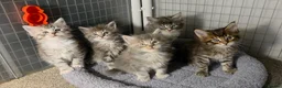 Maine Coon cats for sale: Tica Beautiful Maine Coon Kittens  in Sittingbourne - Advert 23