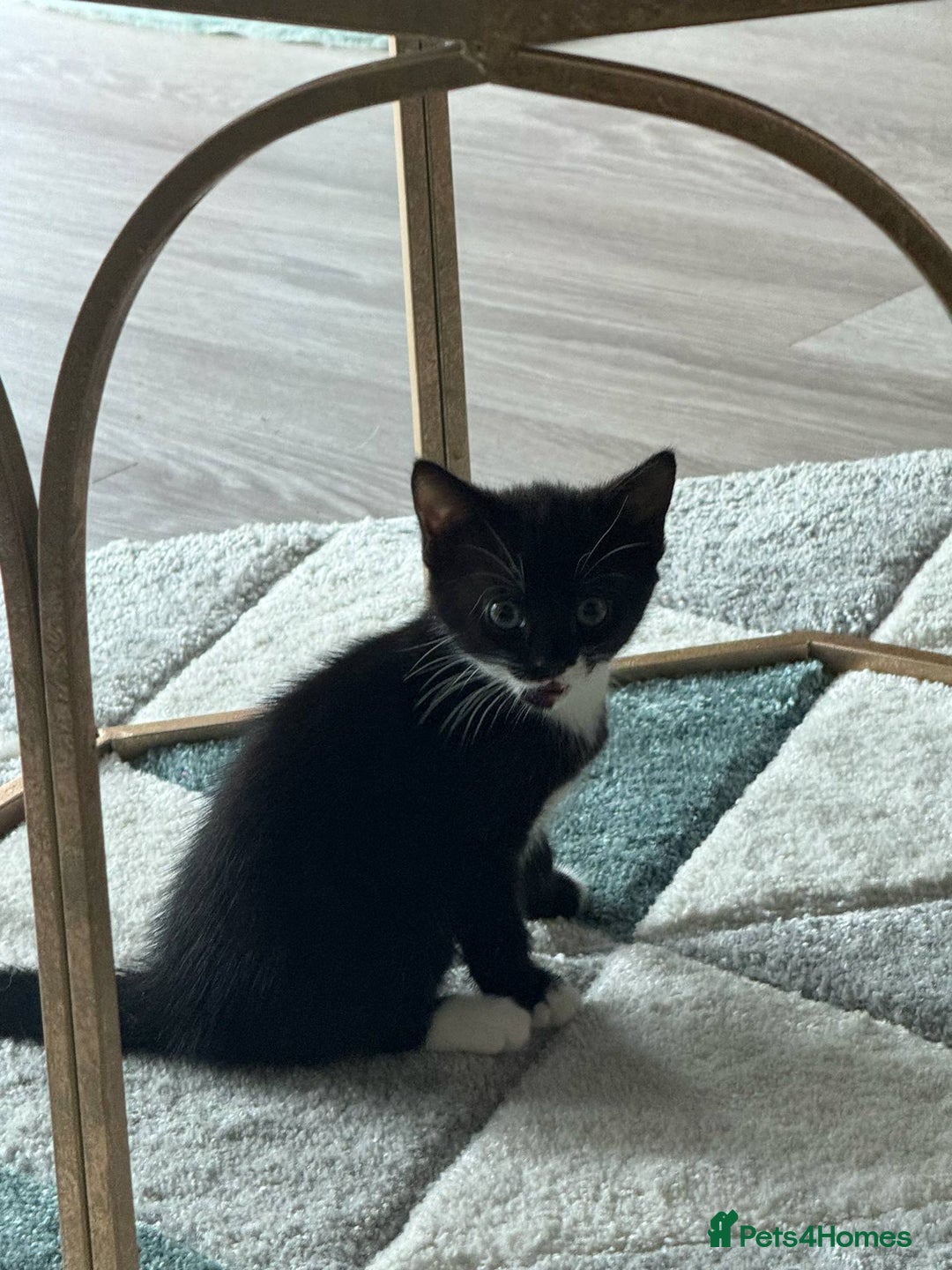Mixed Breed cats for sale: girl and boy kitten looking for forever home - Image 4