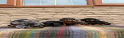 Doxiepoo dogs for sale: Beautiful doxiepoos (council licensed breeder) - Advert 14