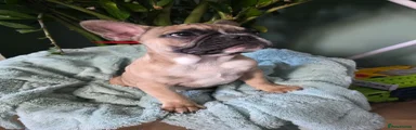 French Bulldog Puppy 1 Appa 