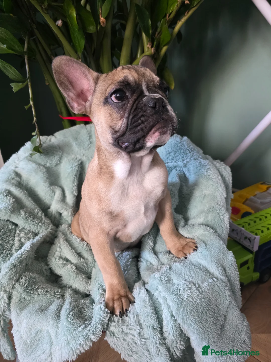 French Bulldog dogs for sale: Beautiful French bulldog 2 boys left - Advert 2