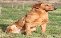Labrador Retriever dogs for stud: Fox red working Labrador at stud - Image 3