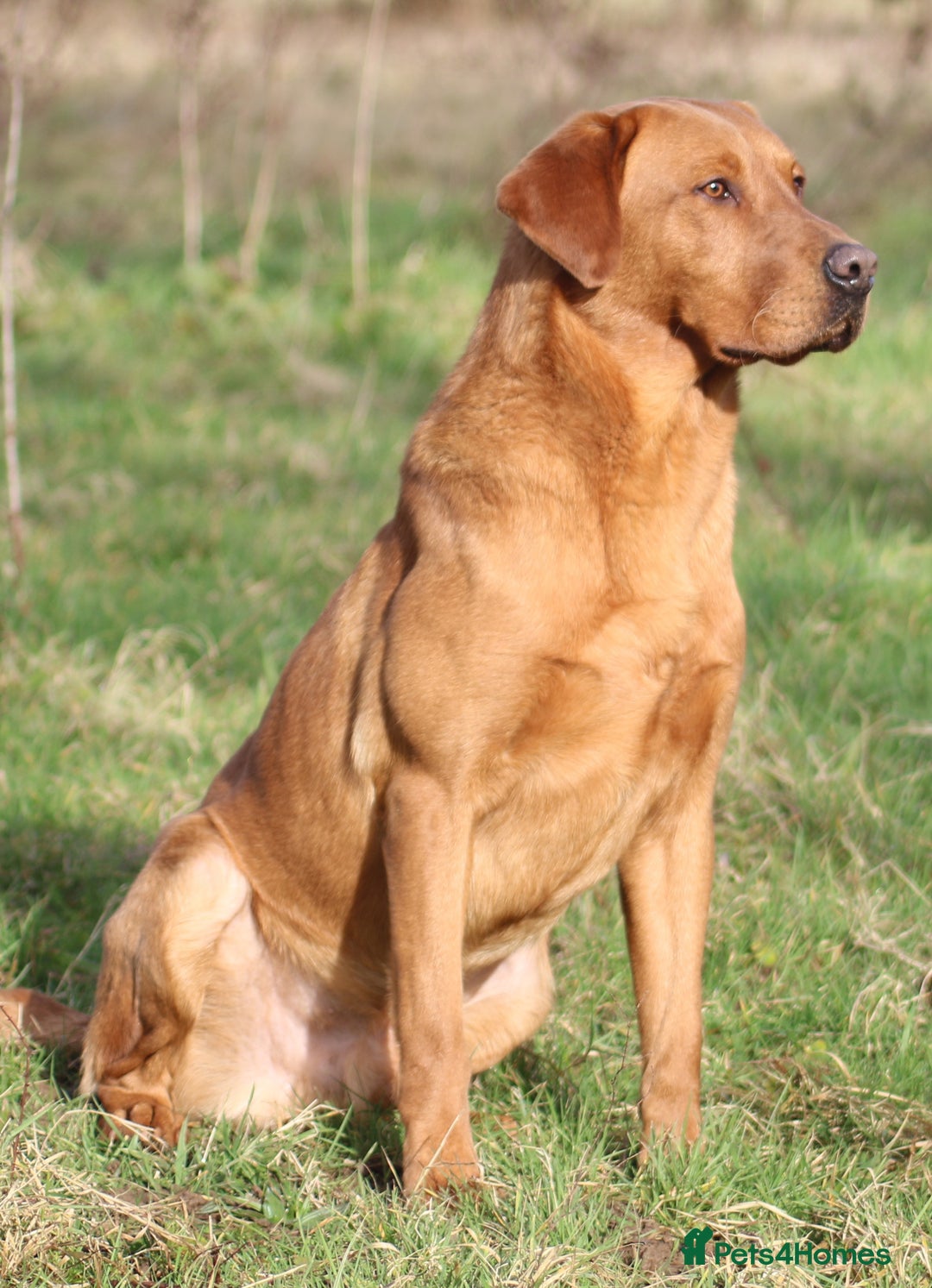 Labrador Retriever dogs for stud: Fox red working Labrador at stud - Image 3
