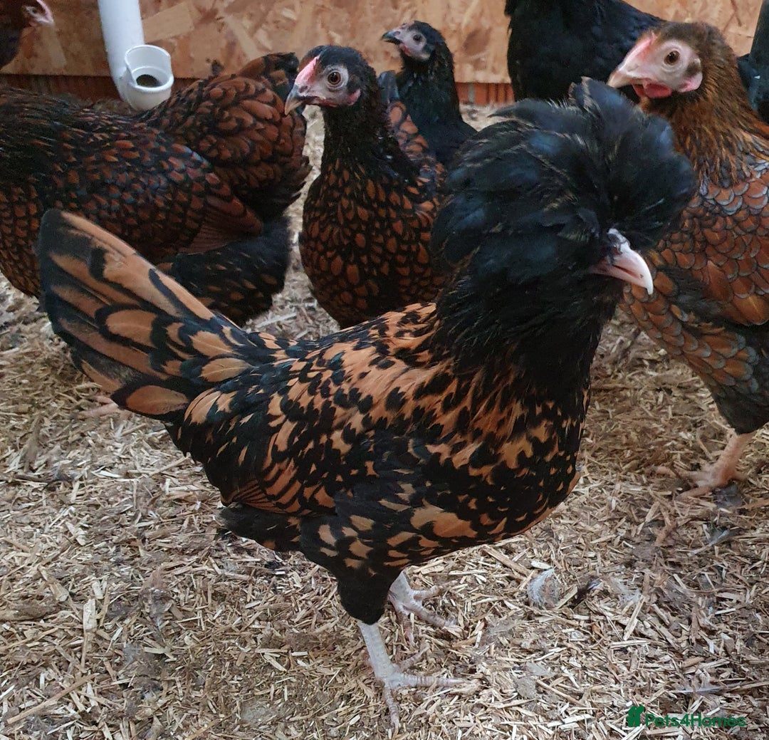 Chickens poultry for sale: Pekin Bantam, Laced Wyandotte Bantam & Polish Hens - Advert 5