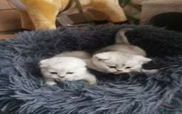 Scottish Fold cats for sale: Scottish Fold/Straight Kittens  - Image 18