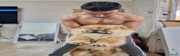 Chow Chow dogs for sale: Chow chow  - Advert 12