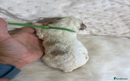 Cavapoo dogs for sale: Top Class Extensively tested F1b Toy Cavapoo pups - Image 28