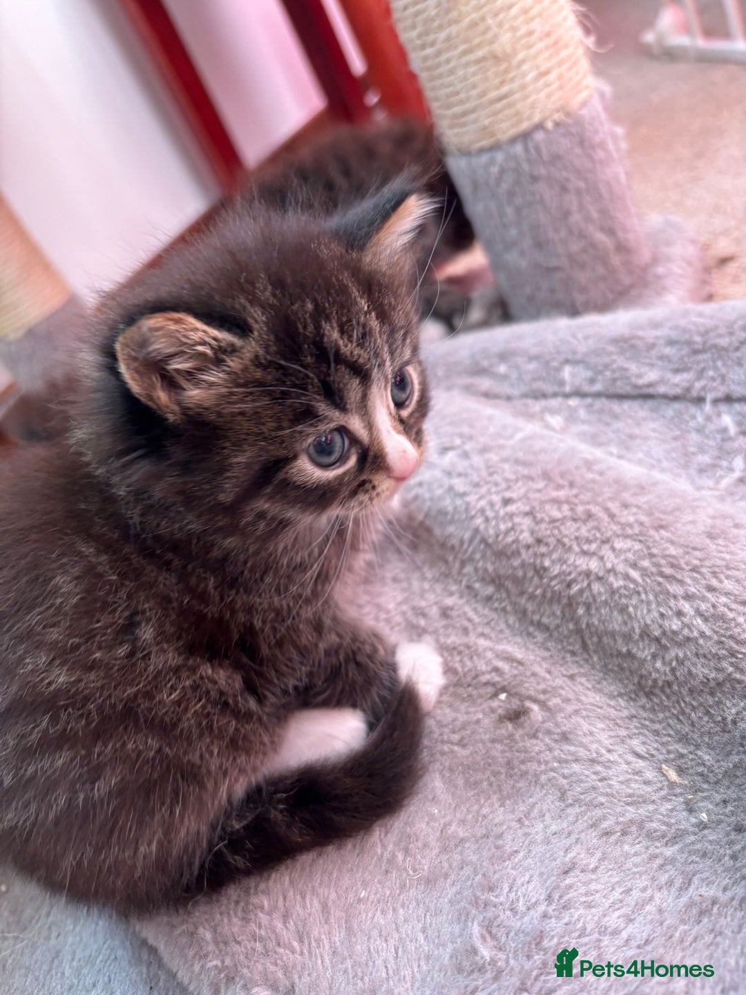 Ragcoon cats for sale: Maine Coon/Ragdoll Cross - Image 6