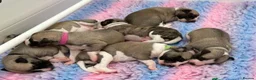 Whippet dogs for stud: KC Reg Heart Tested Gorgeous Fawn Whippet at Stud  in Bristol - Advert 11