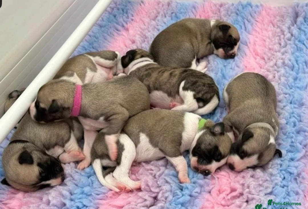 Whippet dogs for stud: KC Reg Heart Tested Gorgeous Fawn Whippet at Stud  in Bristol - Advert 11