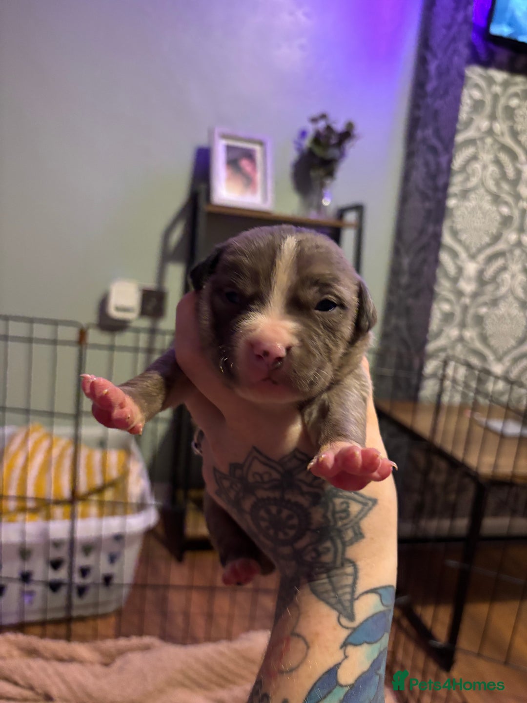 Staffordshire Bull Terrier dogs for sale: Staffy pups  - Advert 5