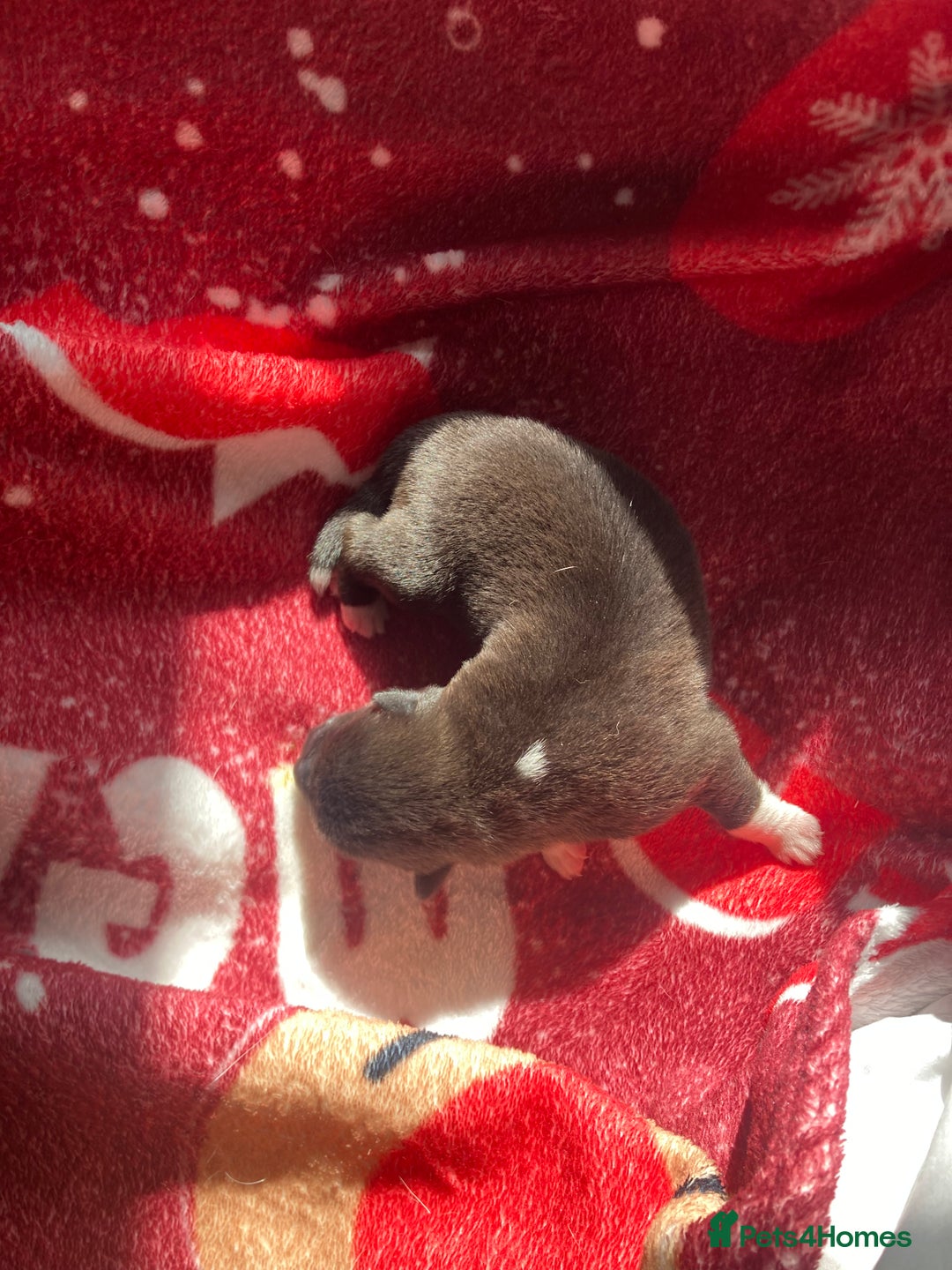 Akita dogs for sale: Akita puppies  - Image 14