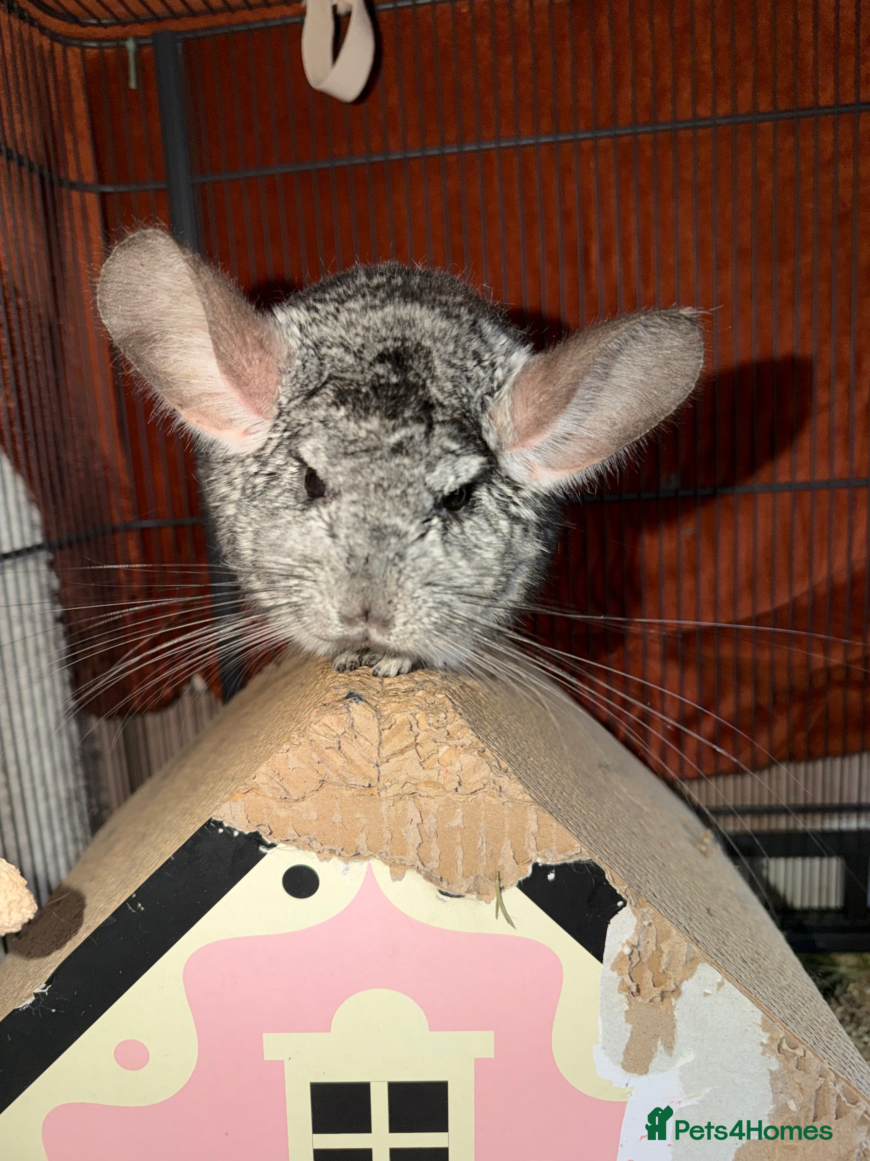 Chinchilla rodents Chinchilla  - Advert 2