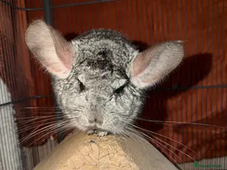 Chinchilla rodents Chinchilla - Advert 1