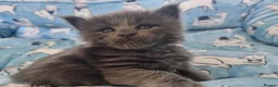 Maine Coon cats for sale: Stunning TICA Russian Maine Coon 1 left! - Advert 8