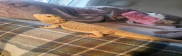 Bearded Dragon reptiles for sale: 8 year old bearded dragon looking for new home. - Advert 1