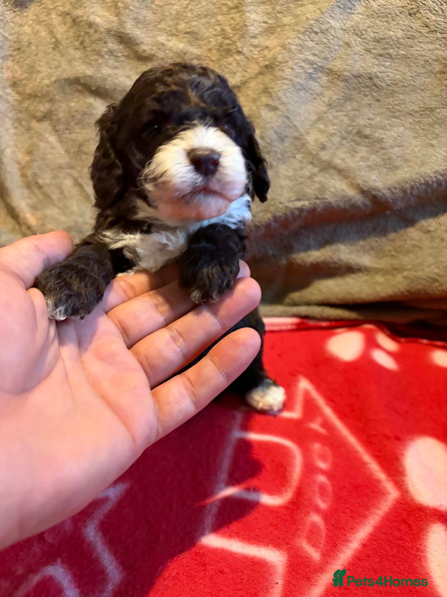 Cockapoo dogs Stunning health tested F1b toy cockapoos - Advert 1