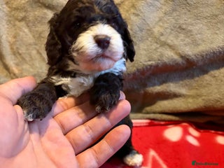 Cockapoo dogs Stunning health tested F1b toy cockapoos - Advert 1