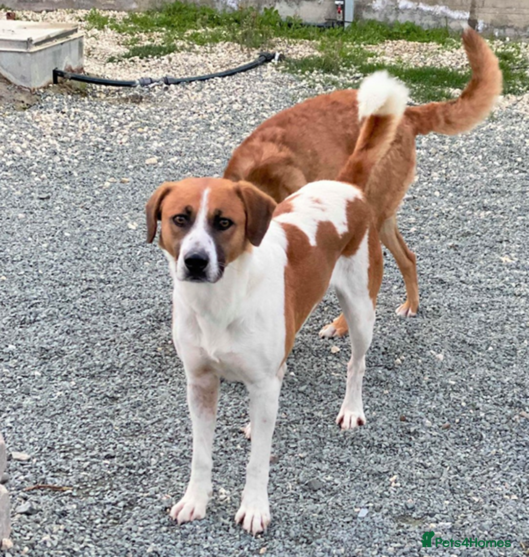 Mixed Breed dogs for adoption: Ricky - 1 application in 5 years!  - Image 4