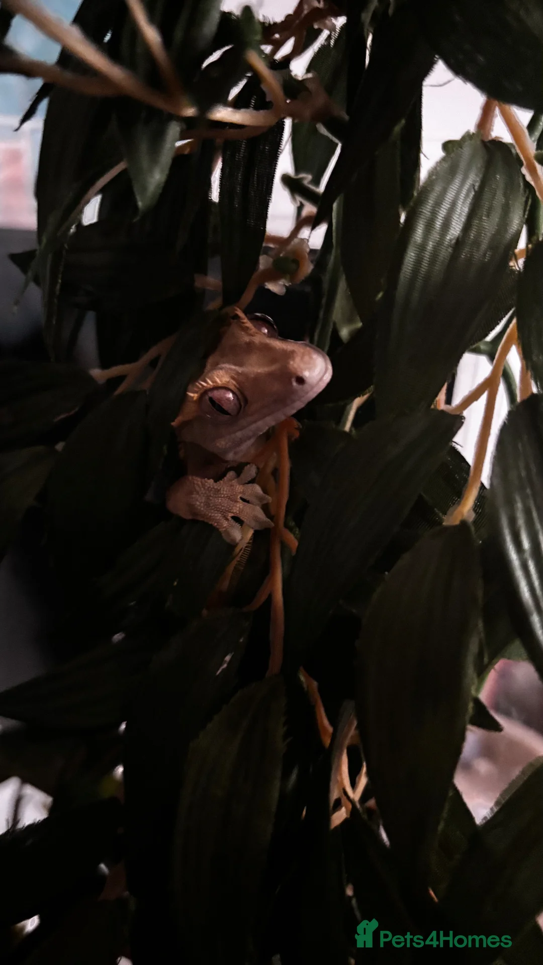 Gecko reptiles for sale: Crested Gecko (3 Years Old) in Loanhead - Advert 6