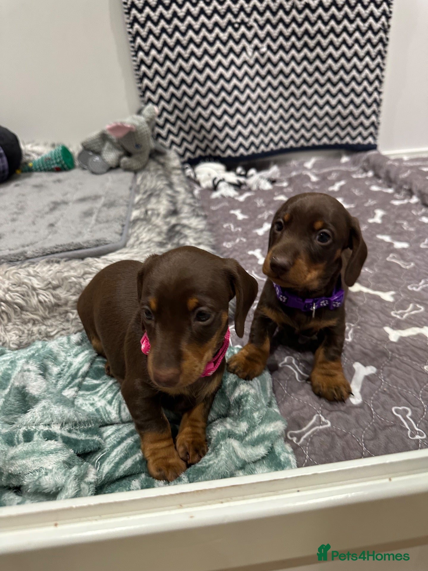Miniature Dachshund dogs Quality Mini Dachshunds - PRA Clear - Advert 7
