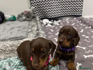 Miniature Dachshund dogs Quality Mini Dachshunds - PRA Clear - Advert 7